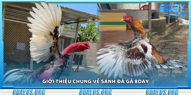 Sơ lược về sảnh đá gà 8Day