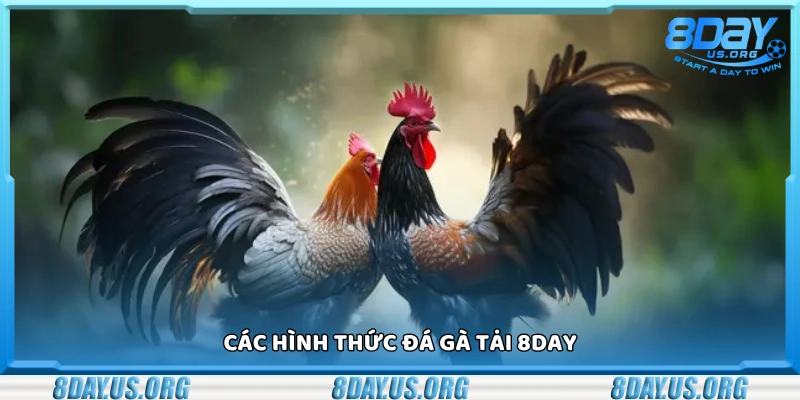 Khám phá các hình thức đá gà tại 8Day