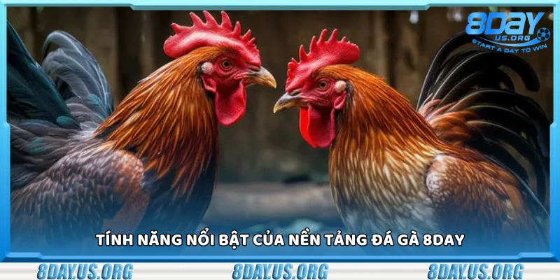 Các tính năng nổi bật của nền tảng đá gà 8Day