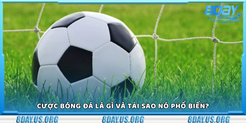 Cược bóng đá là gì và tại sao nó phổ biến?