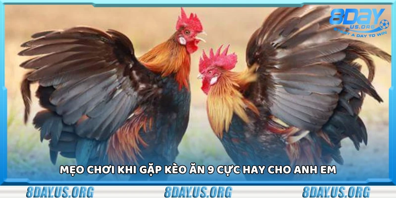 Các mẹo chơi khi gặp kèo ăn 9 cực hay cho anh em